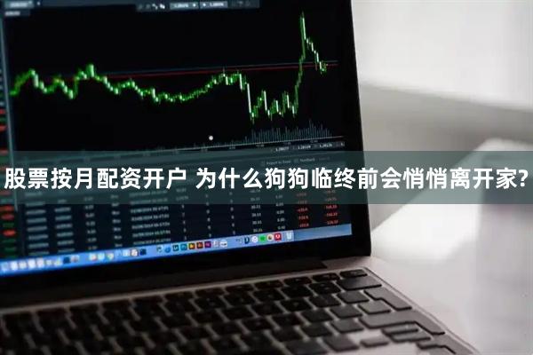 股票按月配资开户 为什么狗狗临终前会悄悄离开家?